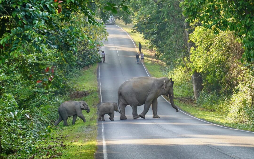 Pak Chong und Khao Yai